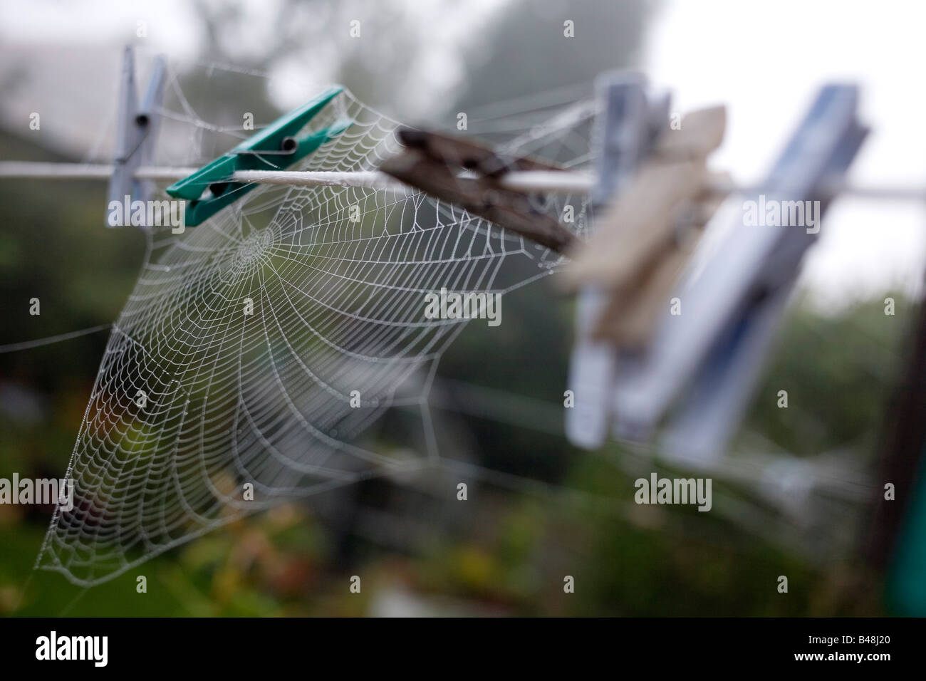 A spiders web on clothes pegs on a washing line. Stock Photo