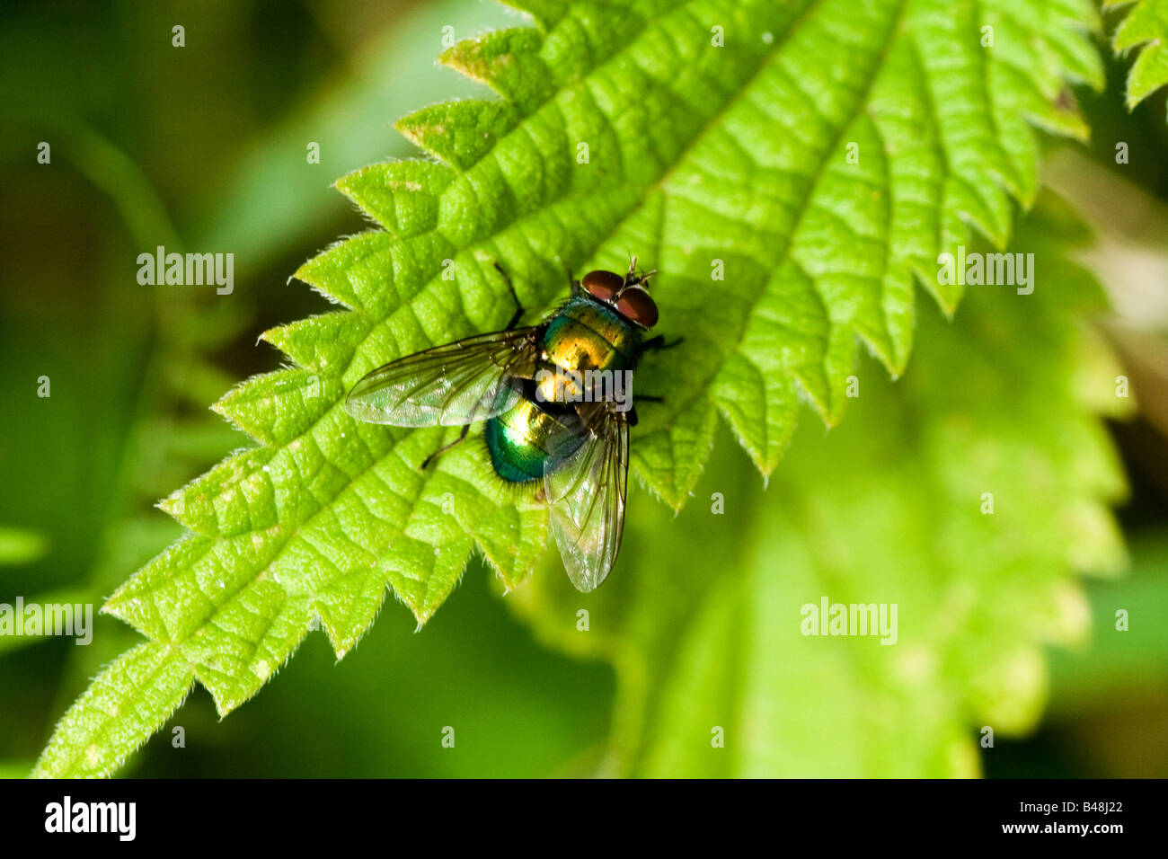 NETTLE - BLUE