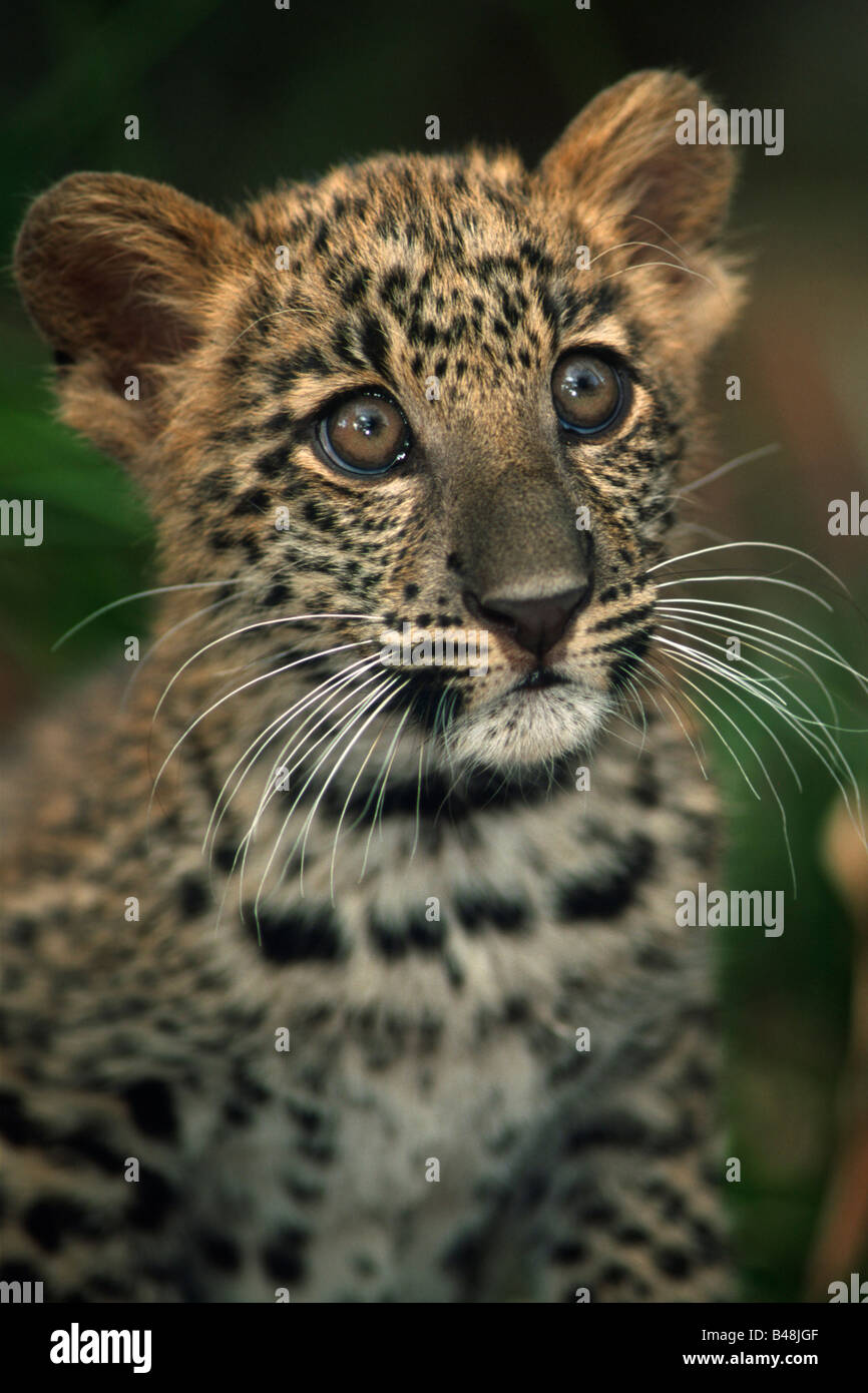 Junger Leopard Leopard cub Panthera pardus Stock Photo
