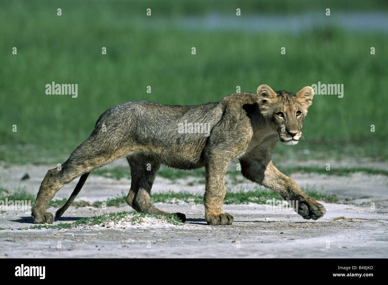 young Lion Junger Loewe laufend Etosha National Park Namibia Afrika Stock Photo