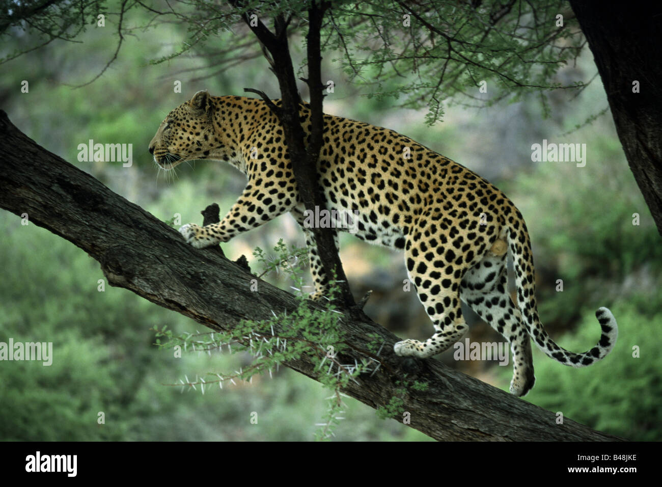 Leopard auf einem Baum laufend Khomas Region Namibia Afrika Stock Photo
