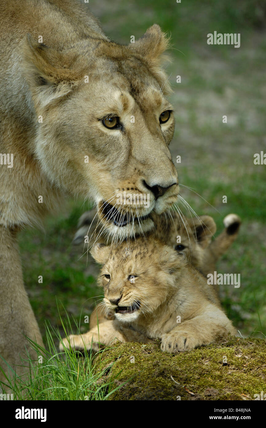 Asiatische Loewin mit Jungem Asian Lioness with cub Panthera leo persica Stock Photo