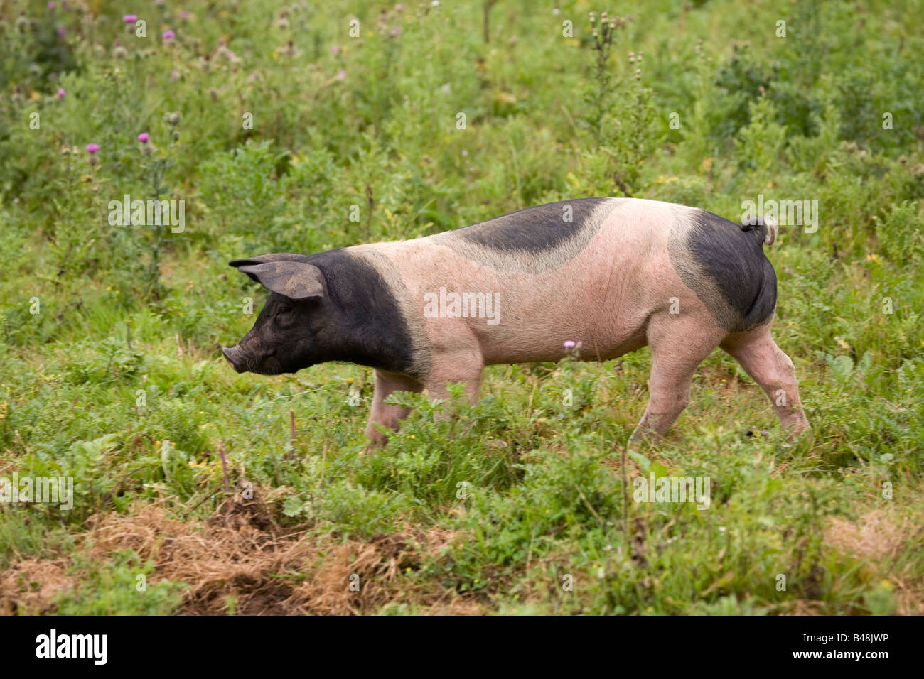 Discussion on this topic: How to Transport Piglets (for the Smallhold , how-to-transport-piglets-for-the-smallhold/ Forum on this topic: How to Transport Piglets (for the Smallhold , how-to-transport-piglets-for-the-smallhold/