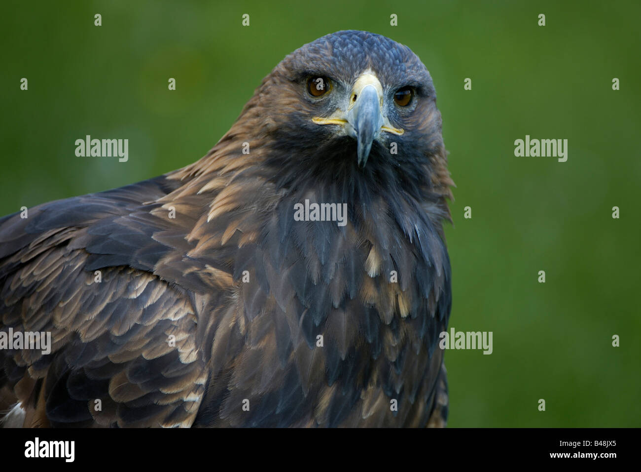 Steinadler Golden Eagle Aquila chrysaetos Stock Photo