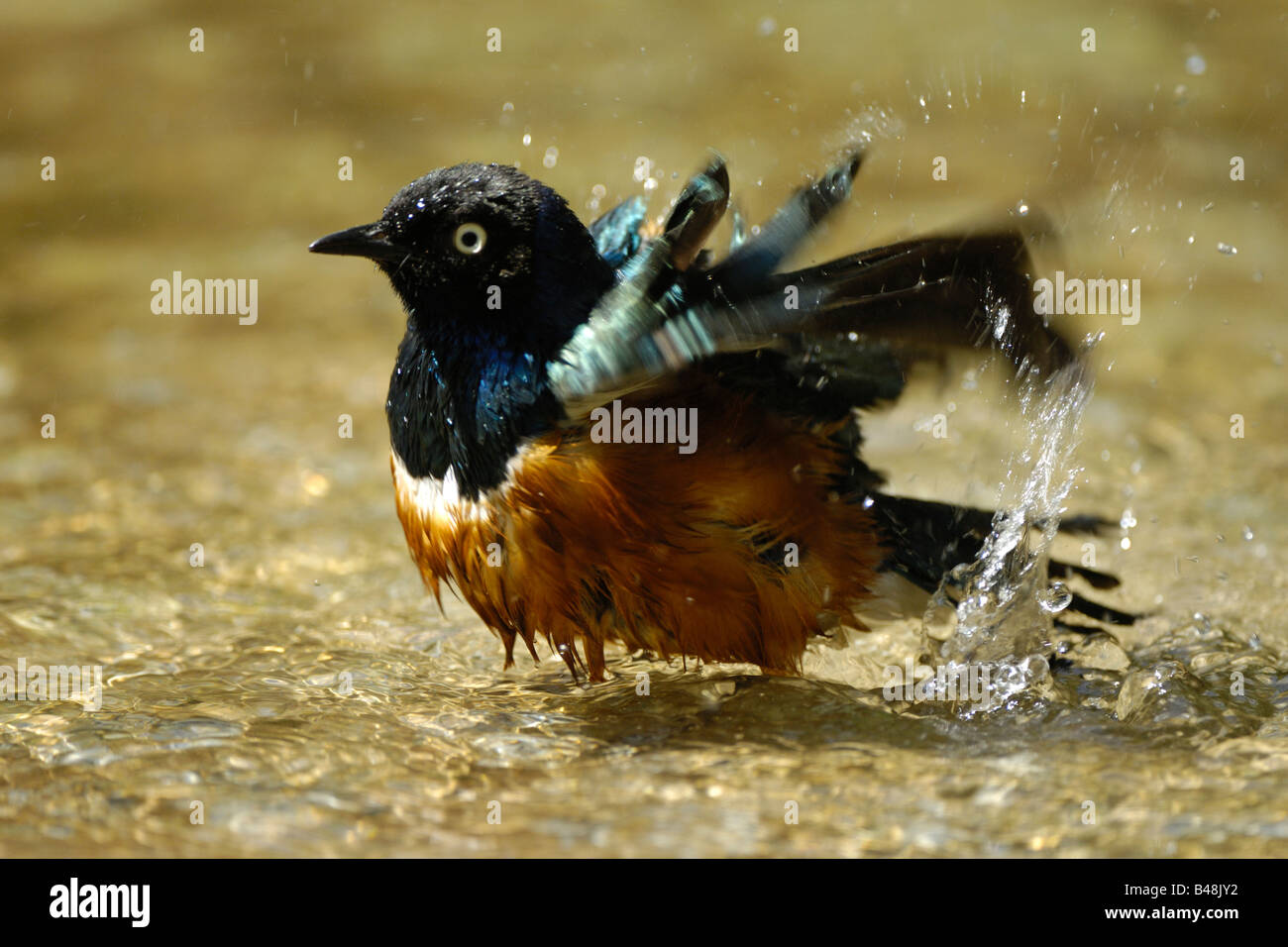 Dreifarben Glanzstar Superb Starling Lamprotornis superbus Stock Photo