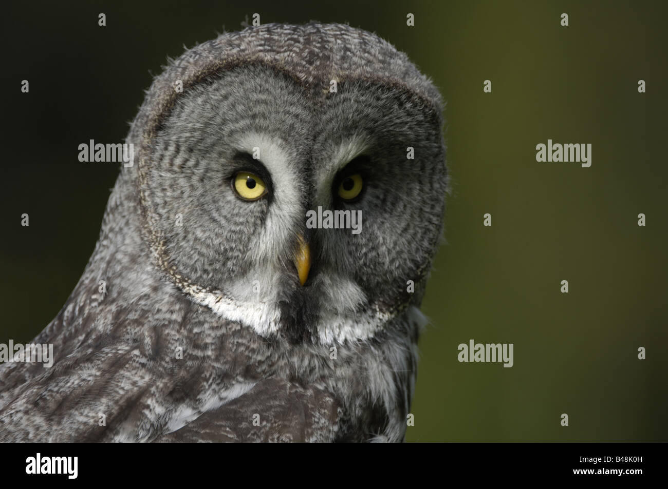 Bartkauz Great Grey Owl Lapland Owl Strix nebulosa Stock Photo