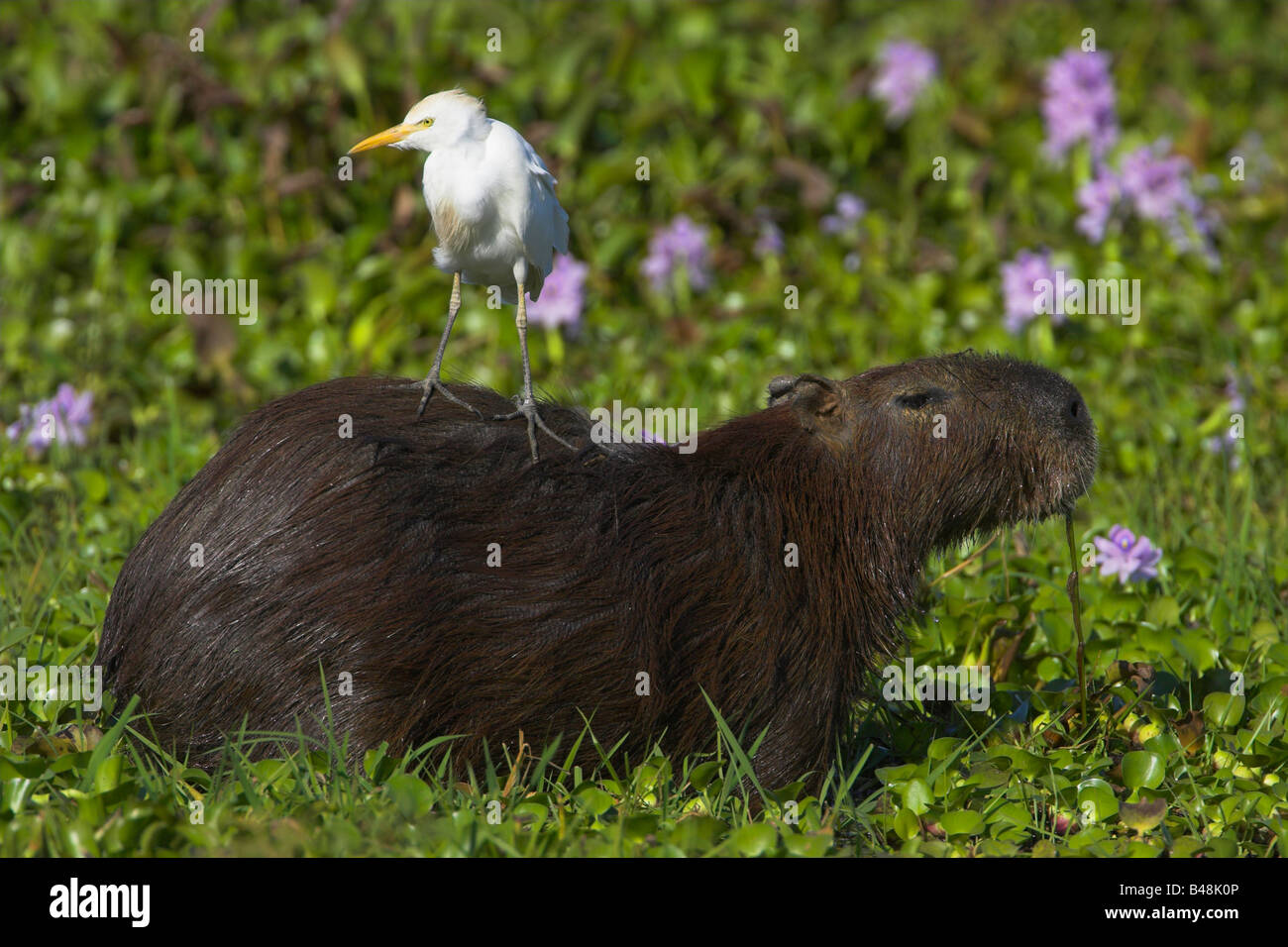 cavy and snowy egret Stock Photo