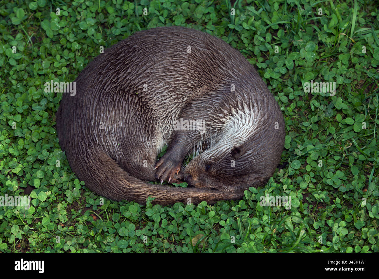 Sleeping eurasian otter Stock Photo