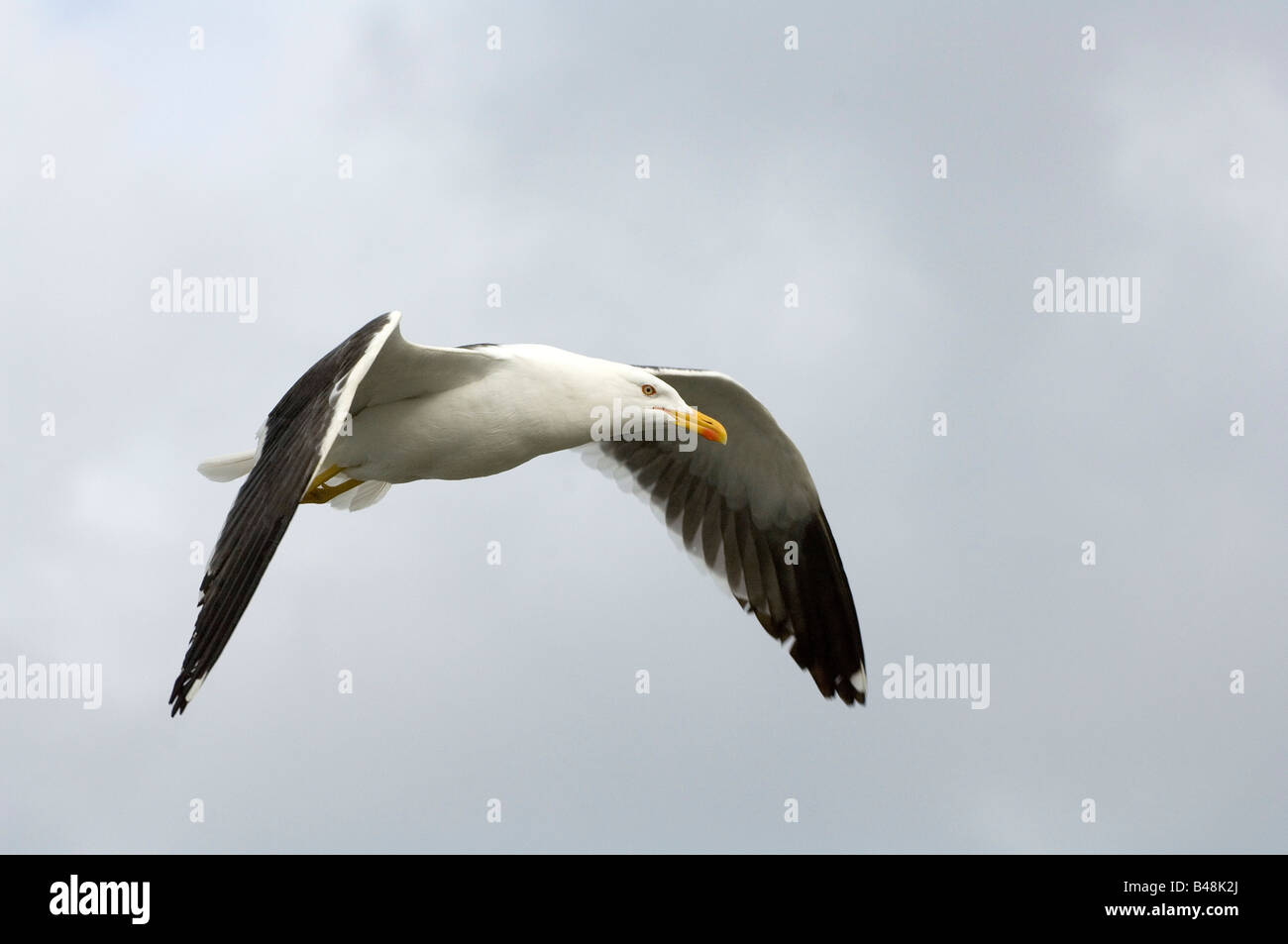 Heringsmoewe lesser black backed gull Larus fuscus Stock Photo