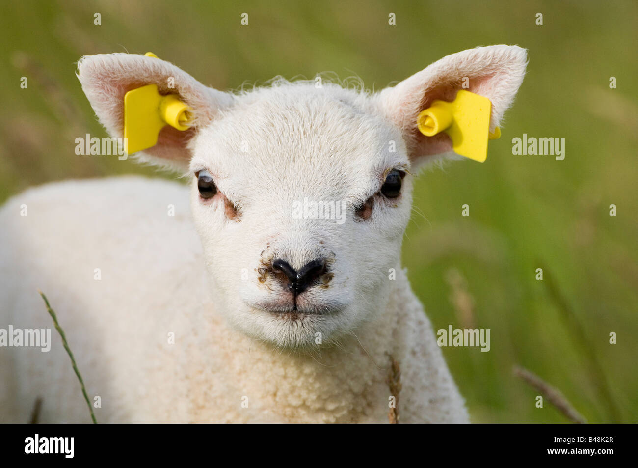 Hausschaaf young Sheep Stock Photo