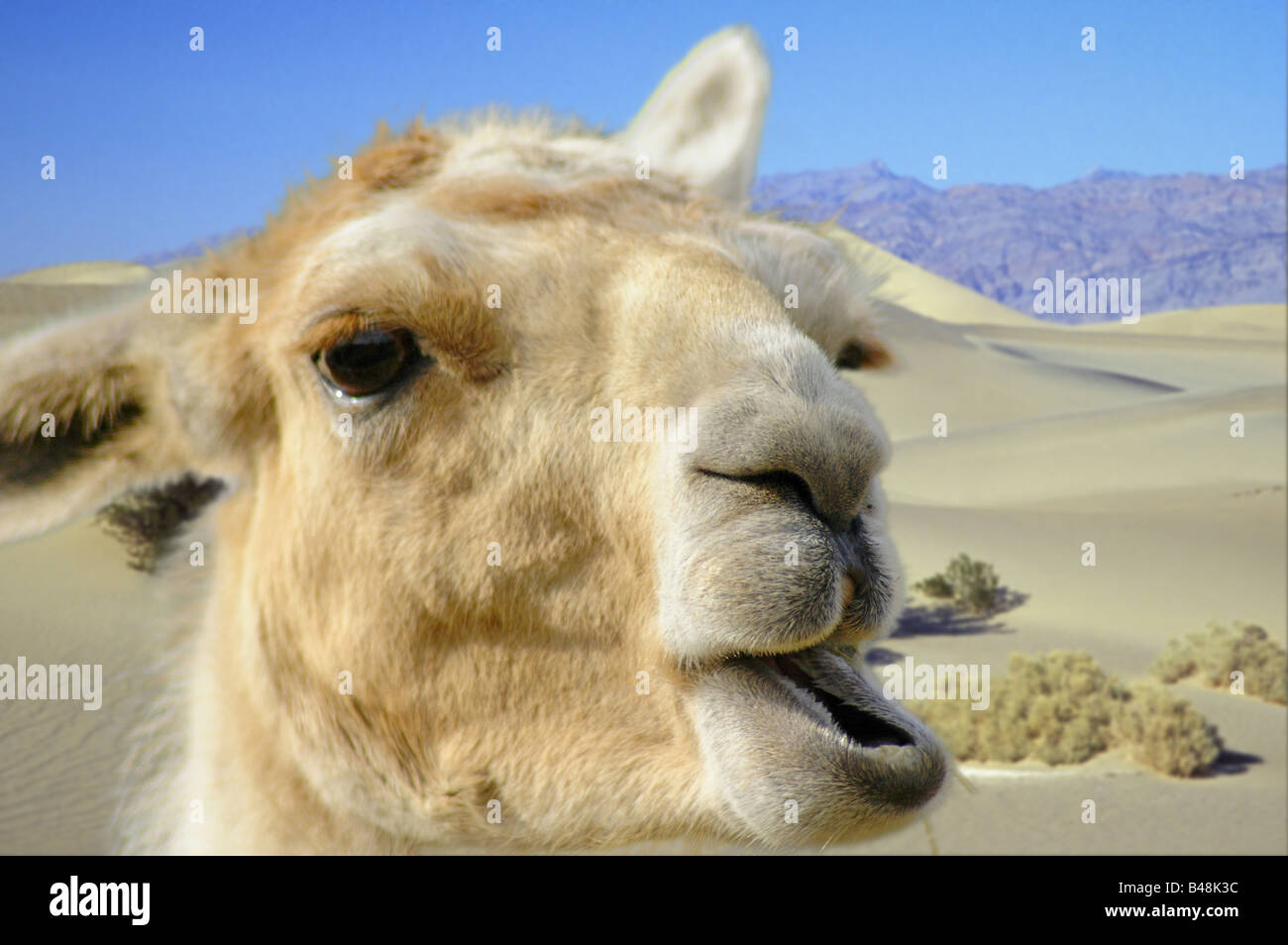 Camel Kamel camelus dromedarius Dromedar einhoeckriges Kamel Arabian  dromedary camel Stock Photo - Alamy