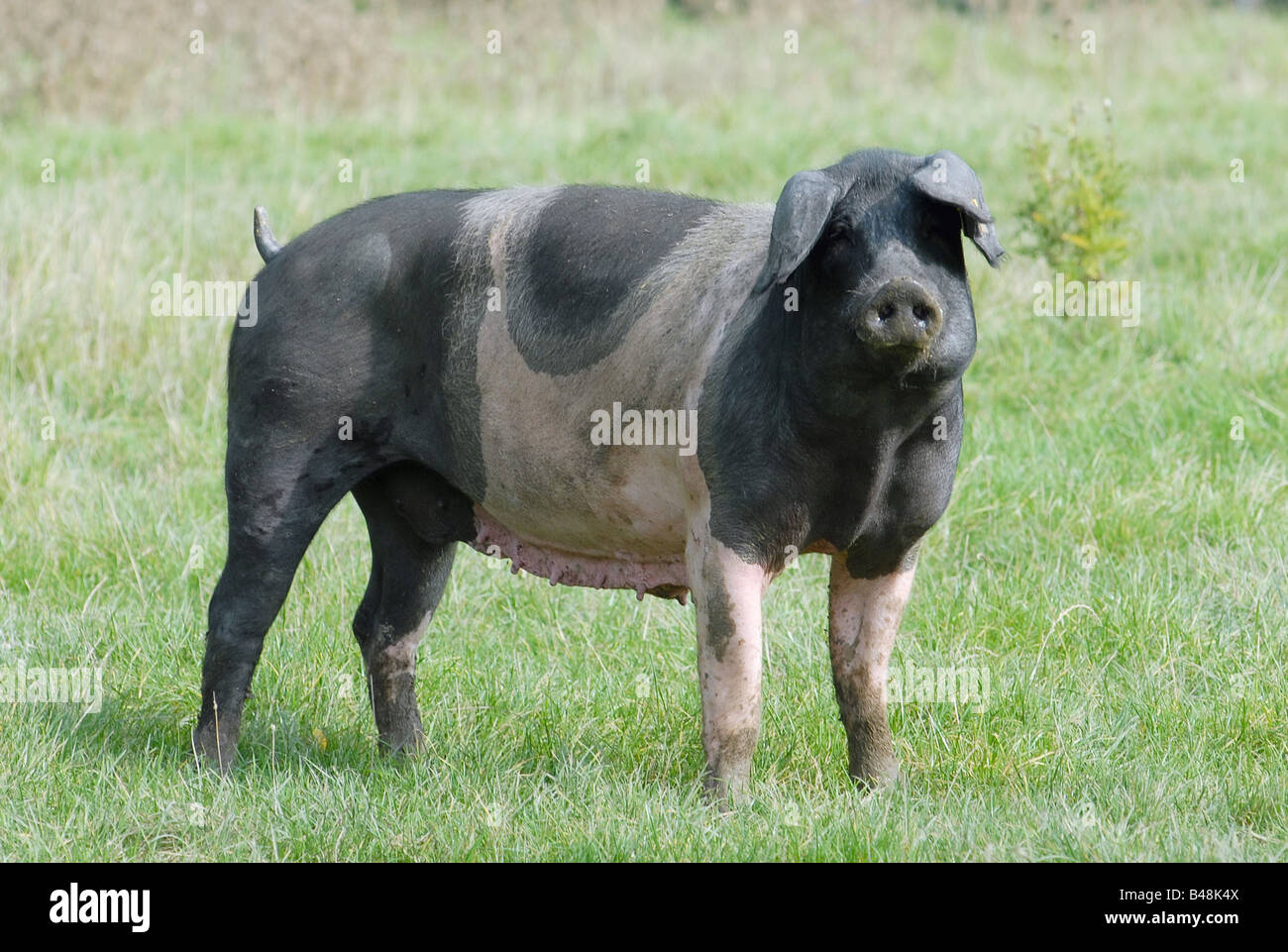 Schwaebisch Haellisches Landschwein Swabian Pig German Breed Stock Photo