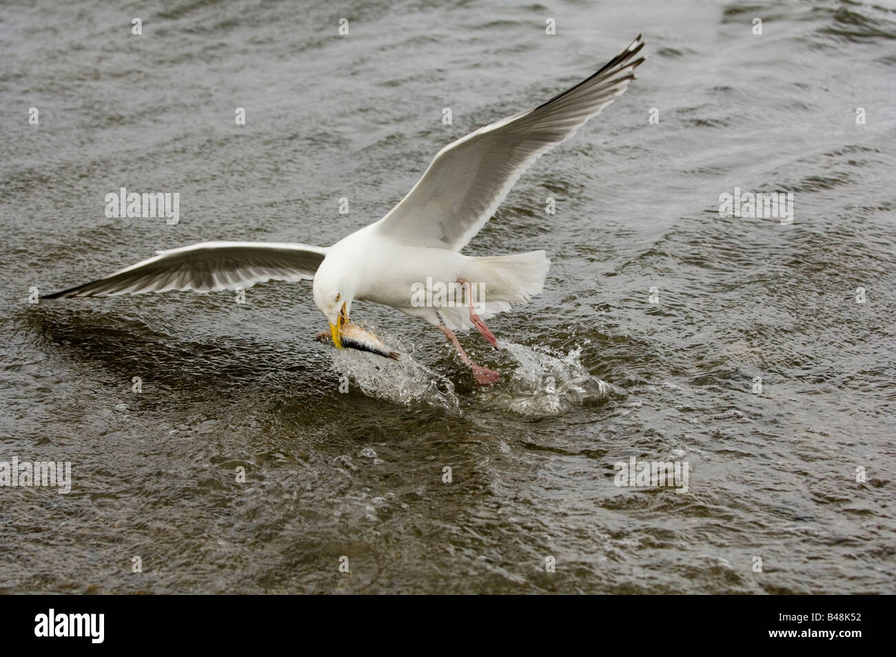 Silbermoewe Herring Gull Gulls Moewen Larus argentatus Stock Photo