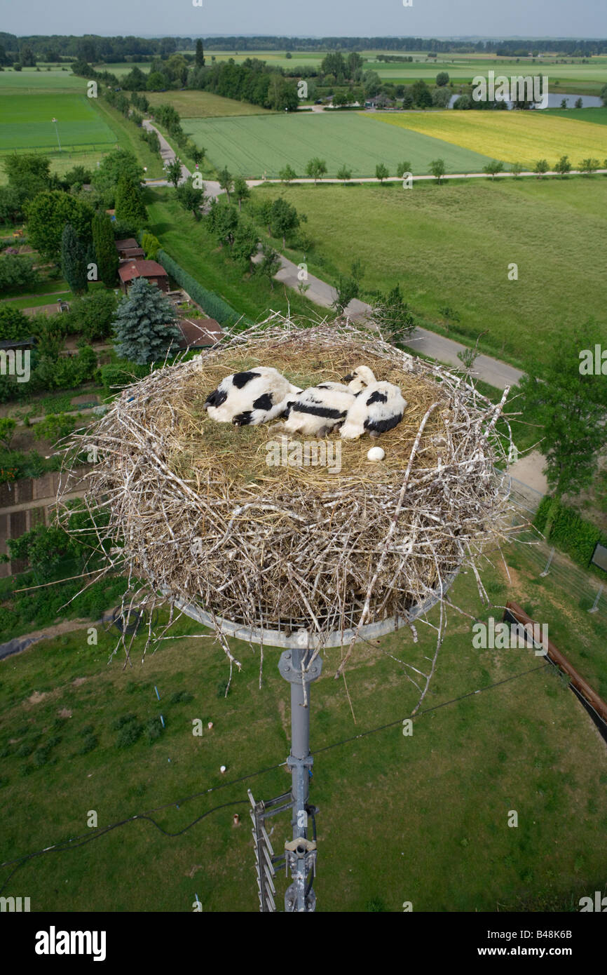 white stork nestling on a nest in 26 meter height chick youngster six look from above the nest Germany Stock Photo