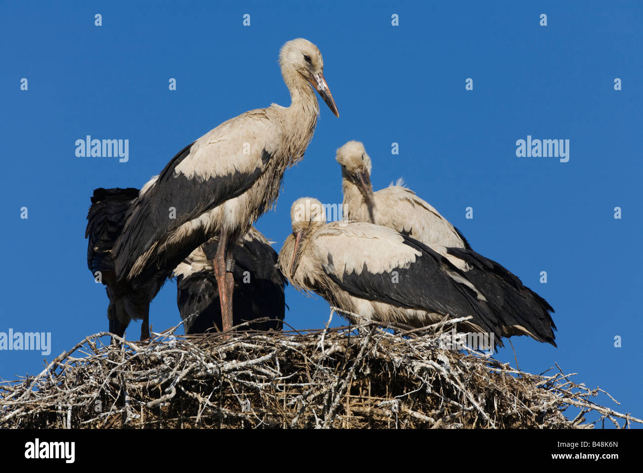 white stork youngster on a nest young chicks Germany Stock Photo