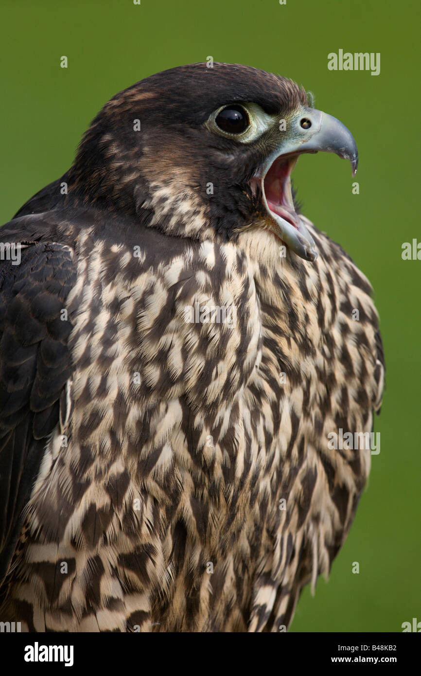 Wanderfalke Peregrine Falcon Falco peregrinus Stock Photo