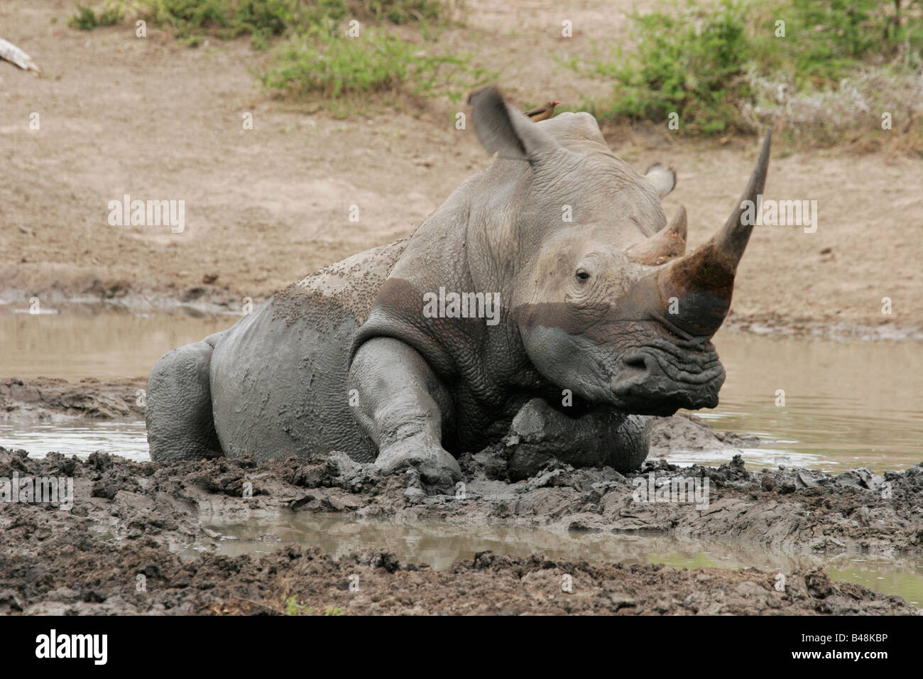White rhinoceros Ceratotherium simum Breitmaulnashorn Mkozi NP South Africa Suedafrika Stock Photo