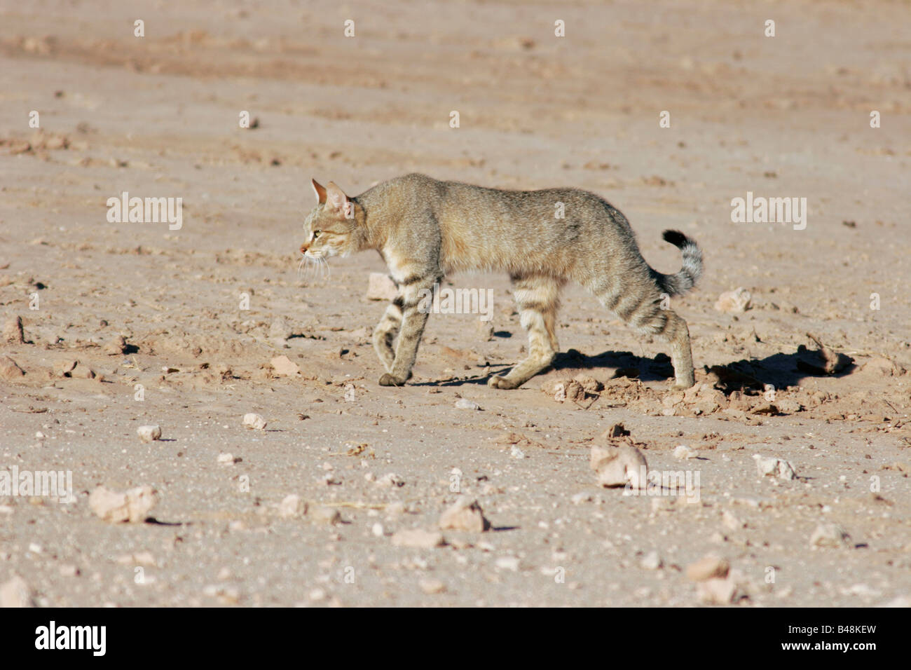 Afrikanische Wildkatze Falbkatze African Wildcat Wild Cat South Africa