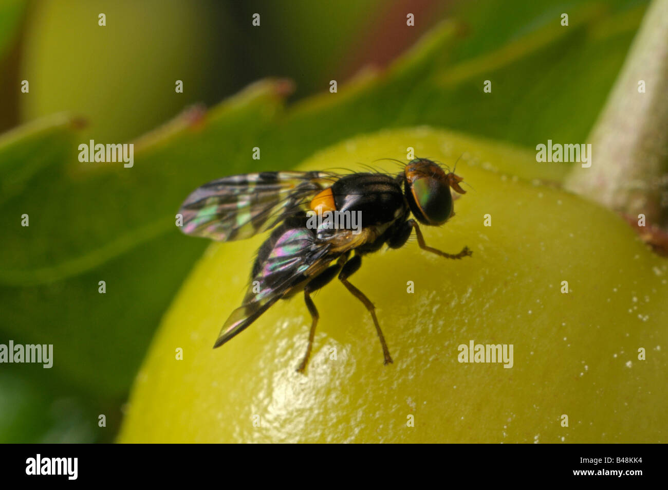 True cherry hires stock photography and images Alamy