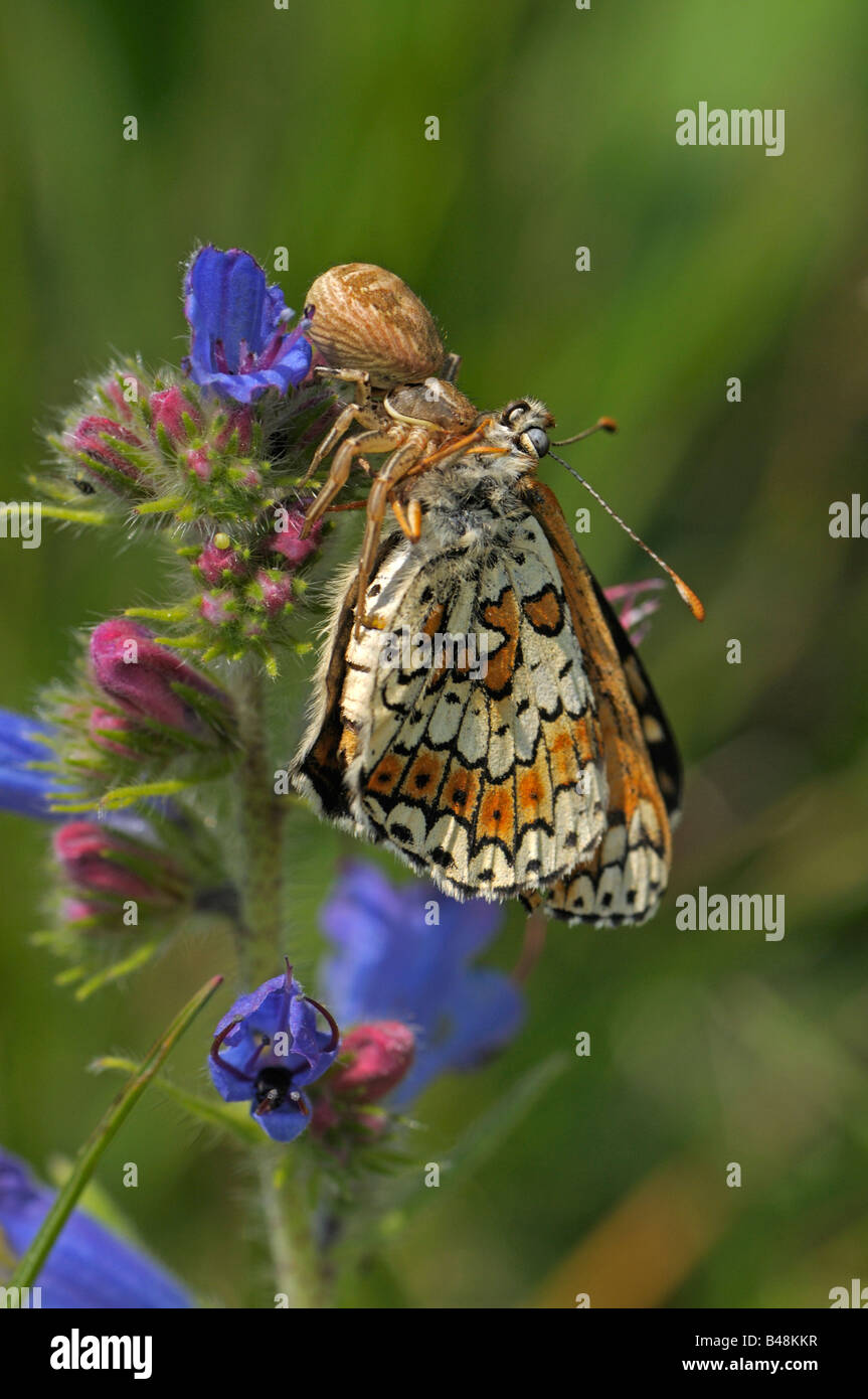 Crab Spider (Xysticus sp) with captured Fritillary butterfly Stock Photo