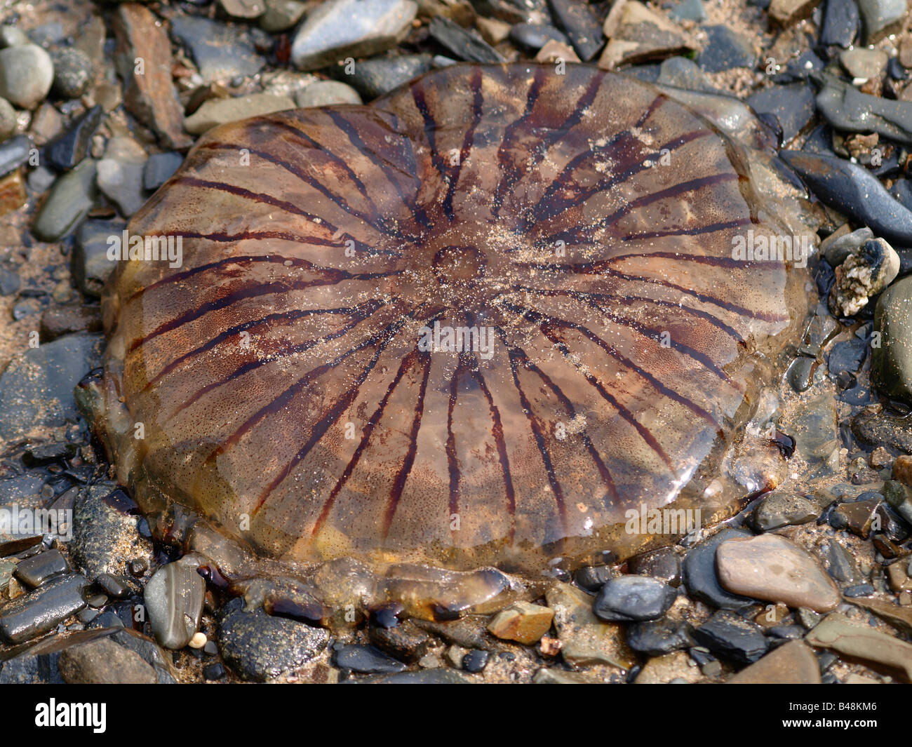 Compass Jellyfish, Chrysaora hysoscella found in coastal waters all round the British Isles. Stock Photo