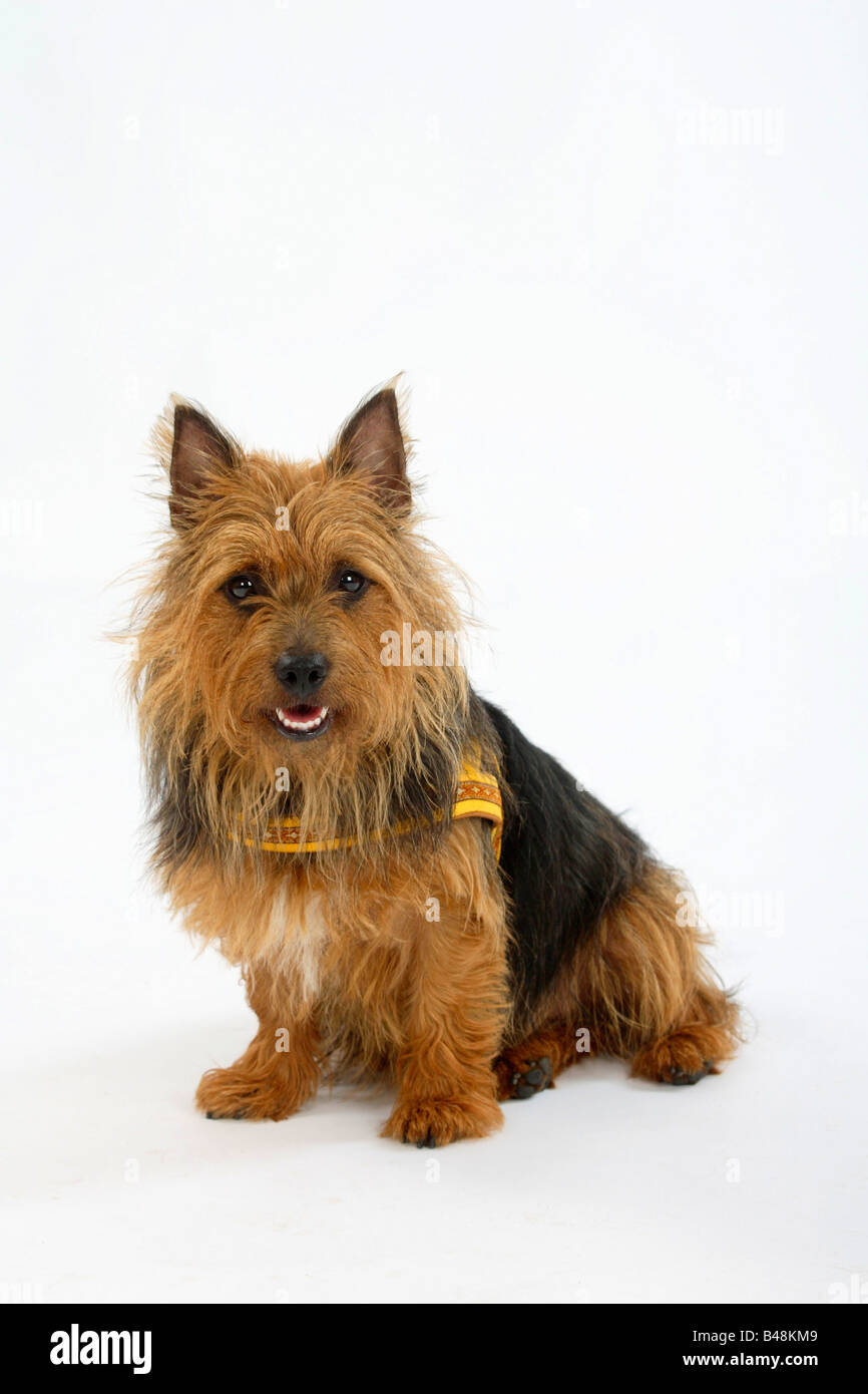 Dog wearing harness hi-res stock photography and images - Alamy