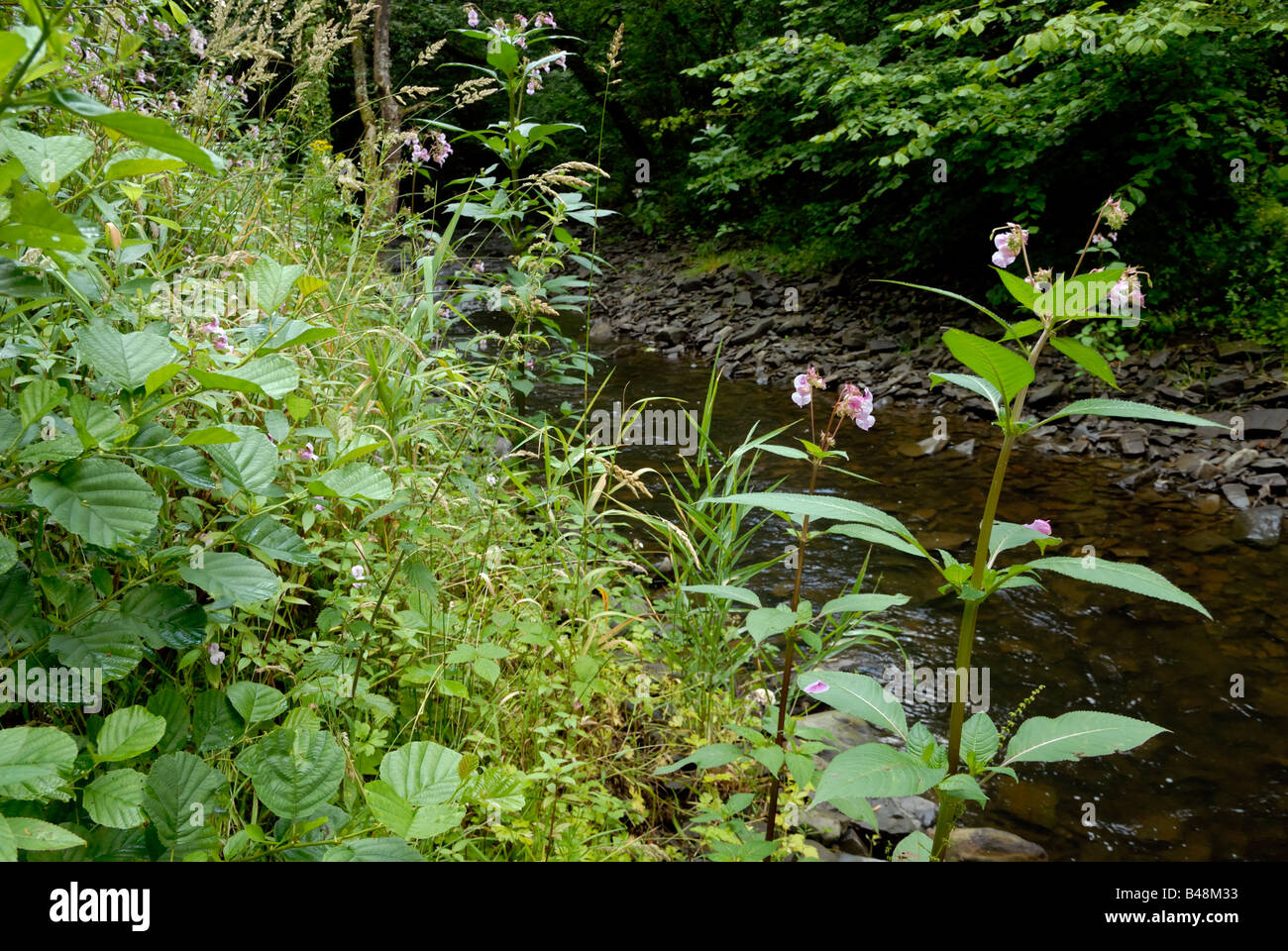 Riverside vegetation Alder Himalayan Balsam and Reed Canary Grass, Wales, UK Stock Photo