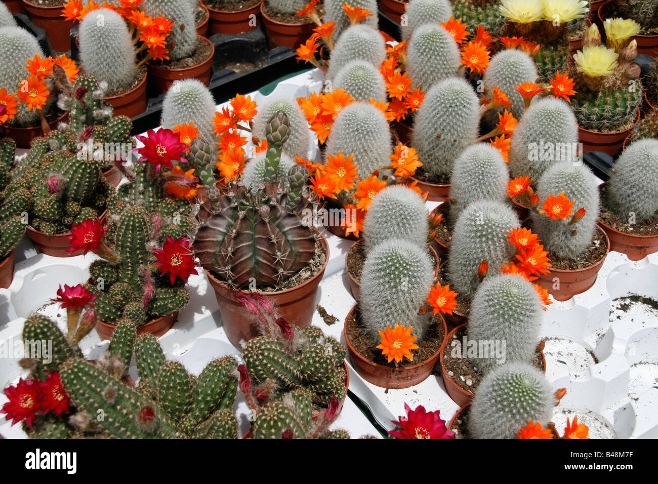 rebutia cactus with orange flowers in garden centre Stock Photo