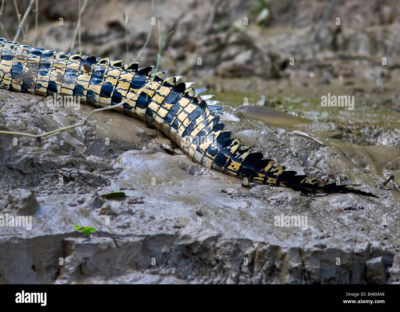 Saltwater Crocodile (Crocodylus porosus) tail on river bank of the Kinabatangan River; Sabah; Borneo; Malaysia Stock Photo
