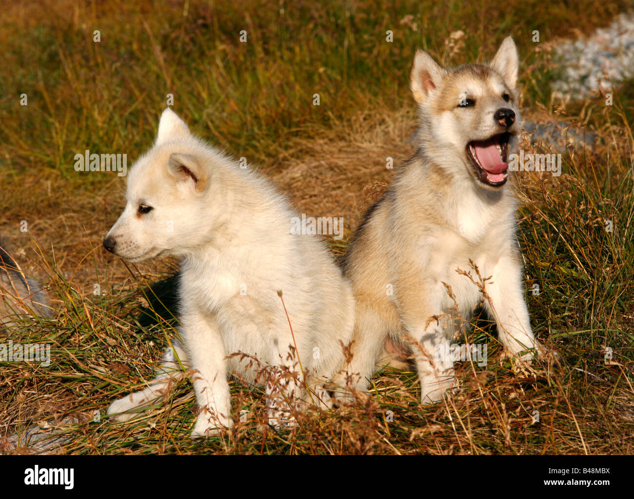 Aug 2008 - Husky sled dog puppies at ilulissat Greenalnd Stock Photo