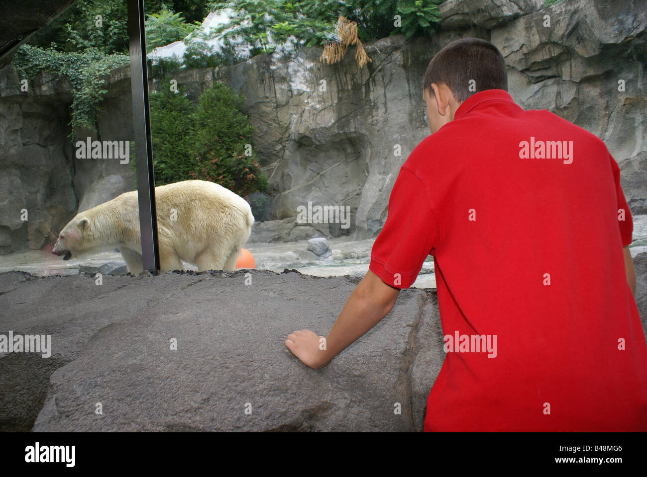 Polar Bear Exhibit at Zoo Stock Photo