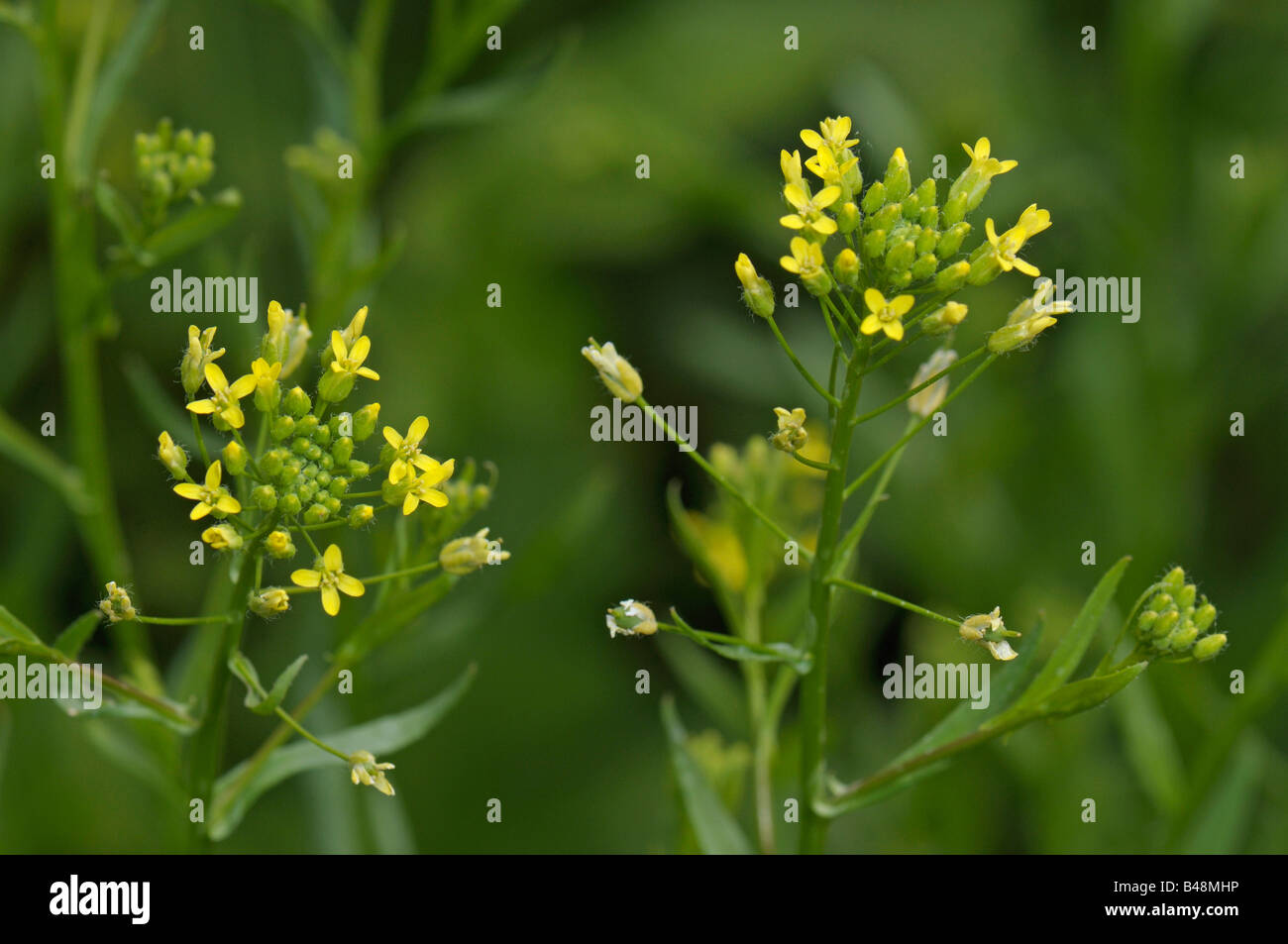 Bigseed False Flax, Wild Flax (Camelina sativa), flowering Stock Photo