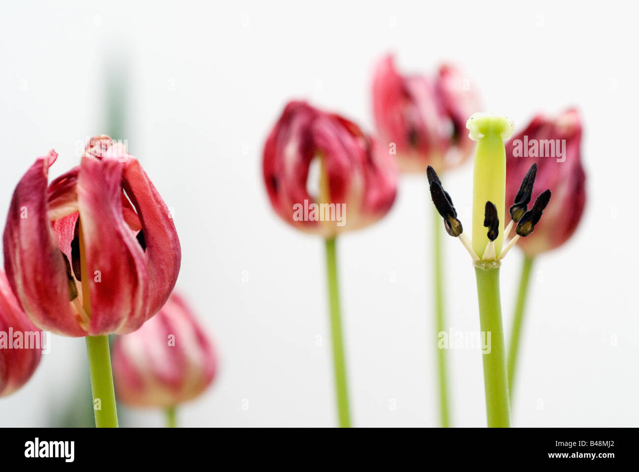 Tulips wilt hires stock photography and images Alamy