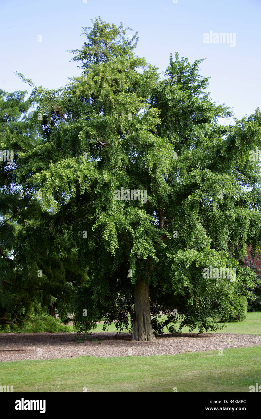 Maidenhair Tree, Ginkgo biloba, Ginkgoaceae, South East China Stock Photo