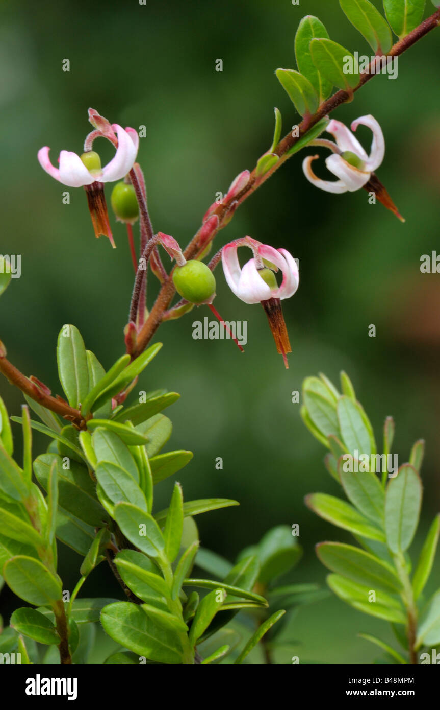 American Cranberry (Vaccinium macrocarpon, Oxycoccus macrocarpus), flowering Stock Photo