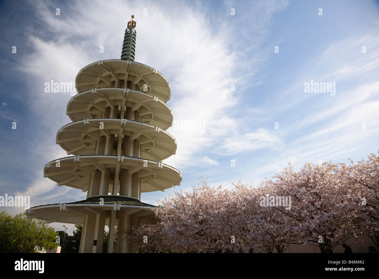 Japanese sakura cherry blossom trees in bloom at Peace Plaza in