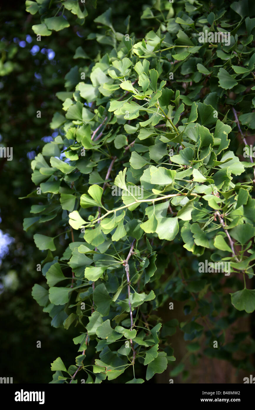 Leaves of the Maidenhair Tree, Ginkgo biloba, Ginkgoaceae, South East China Stock Photo