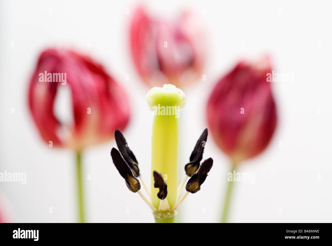 Wilted tulips Stock Photo Alamy