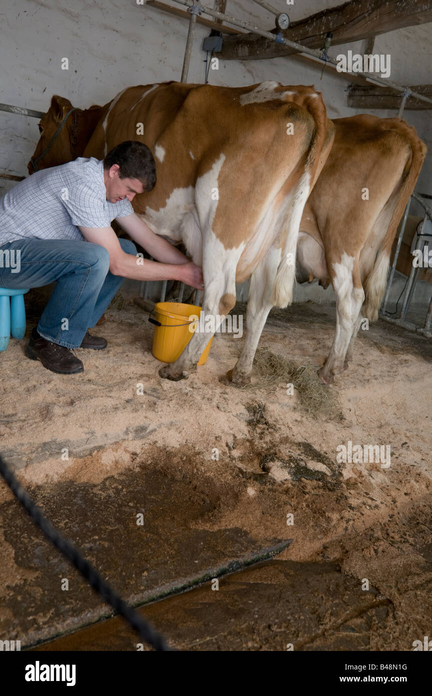 Man hand miking cows during an open day at Llanerchaeron Hall Farm and Gardens Wales UK Stock Photo
