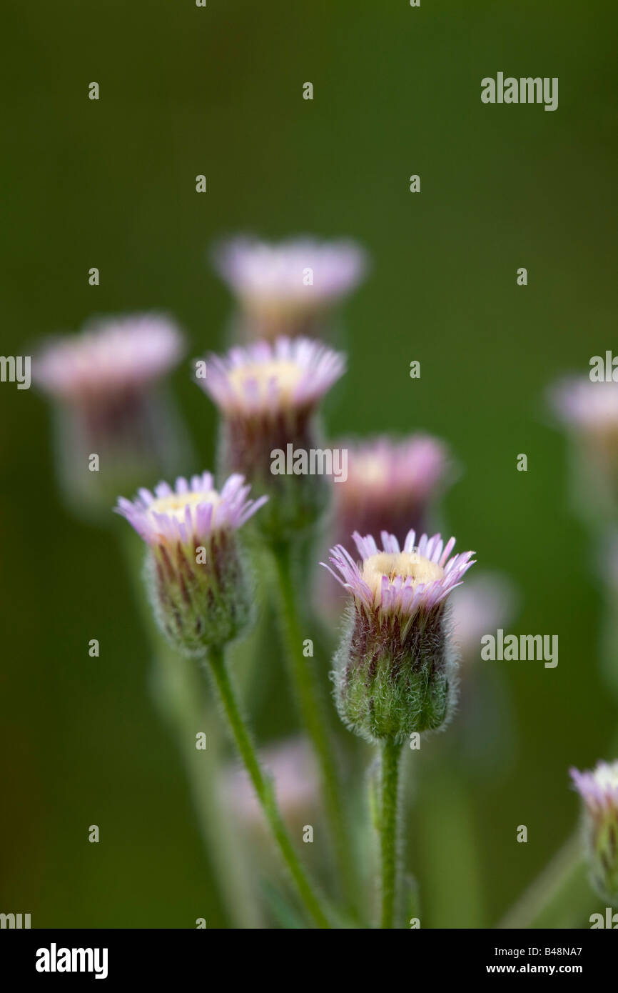 blue fleabane Erigeron acer Stock Photo