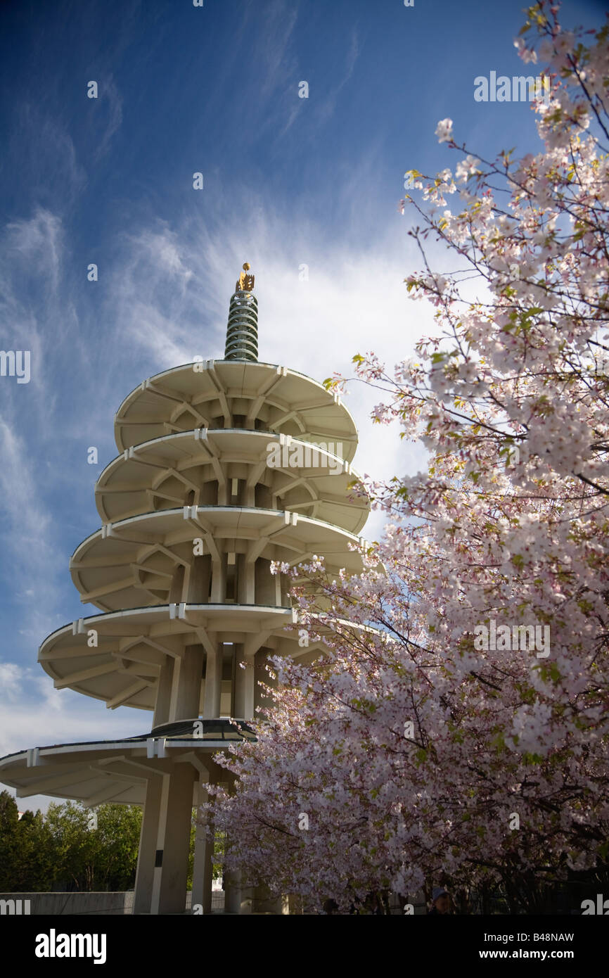 Japanese sakura cherry blossom trees in bloom at Peace Plaza in