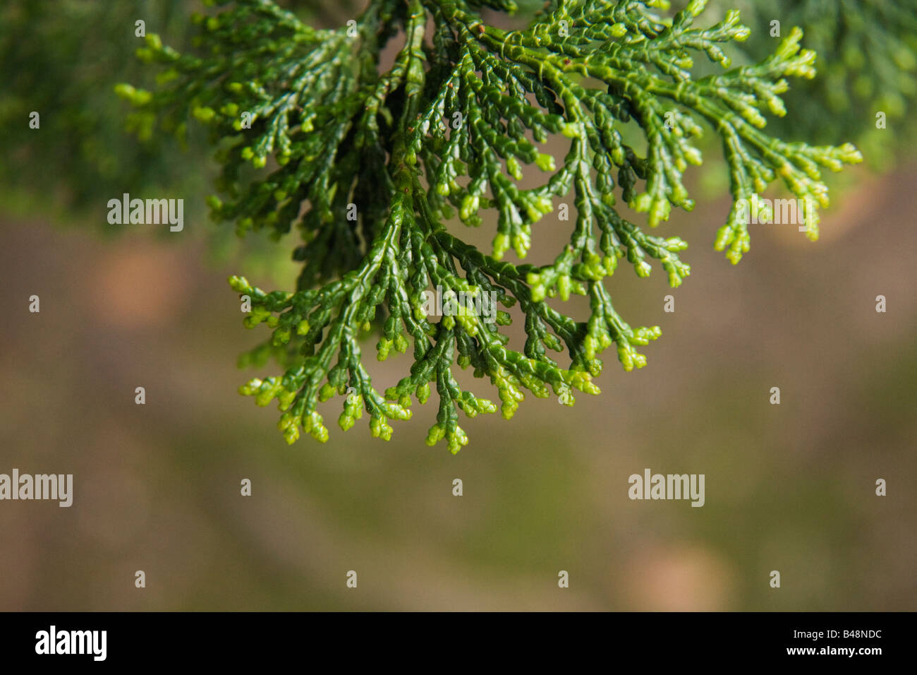 Scale like leaves hi-res stock photography and images - Alamy