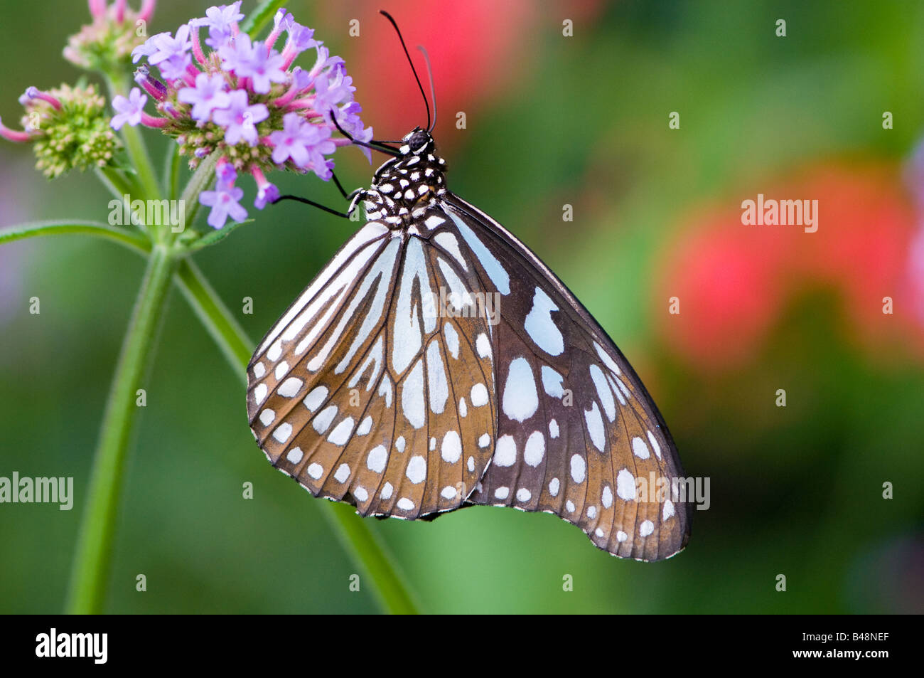 Blue Tiger butterfly Tirumala hamata Stock Photo