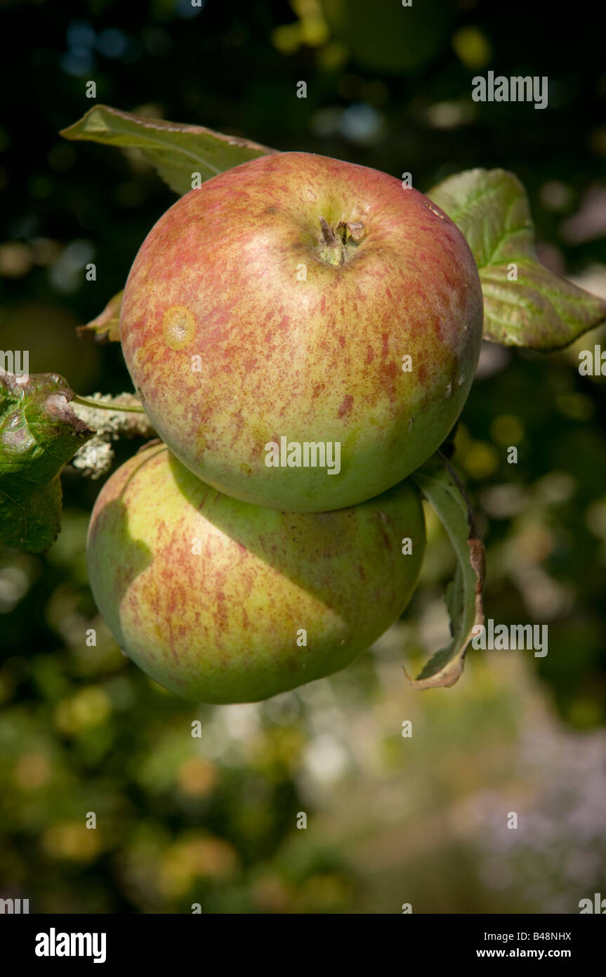 Two ripe English British HOWGATE WONDER cooking or eating apples growing in an orchard Stock Photo