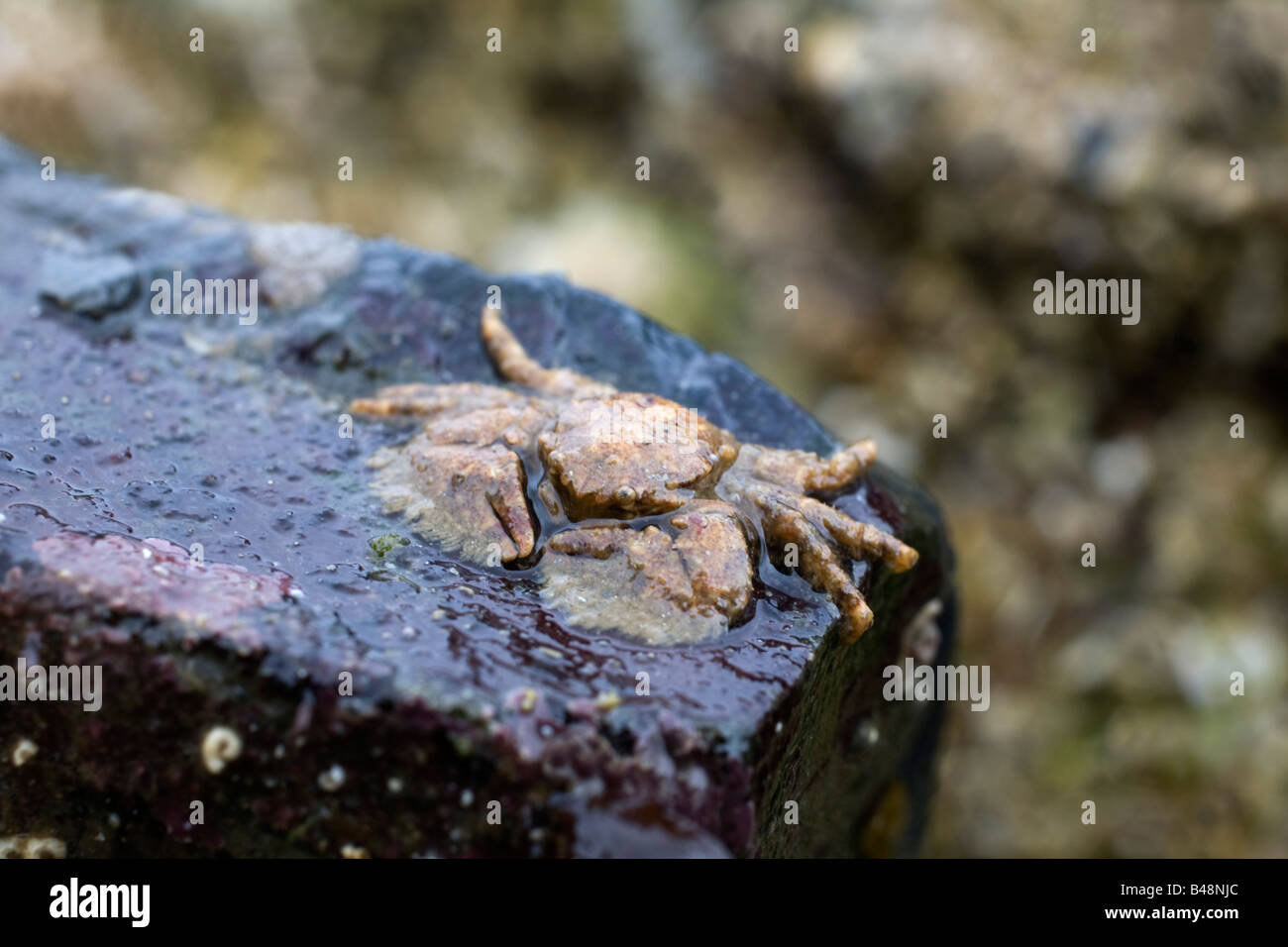broad clawed porcelain crab Porcellana platycheles Stock Photo