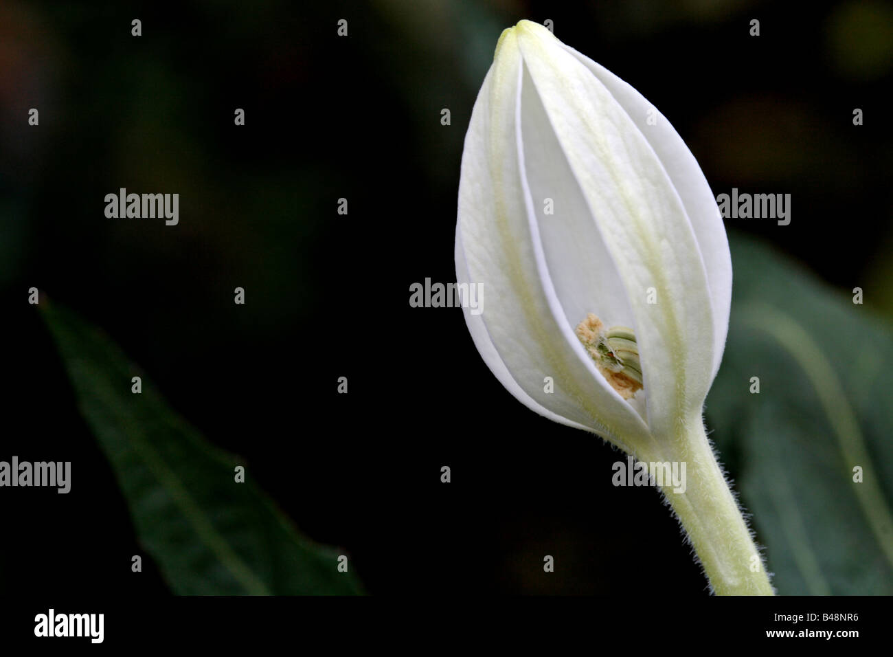 Close-up of a Isotoma flower Stock Photo