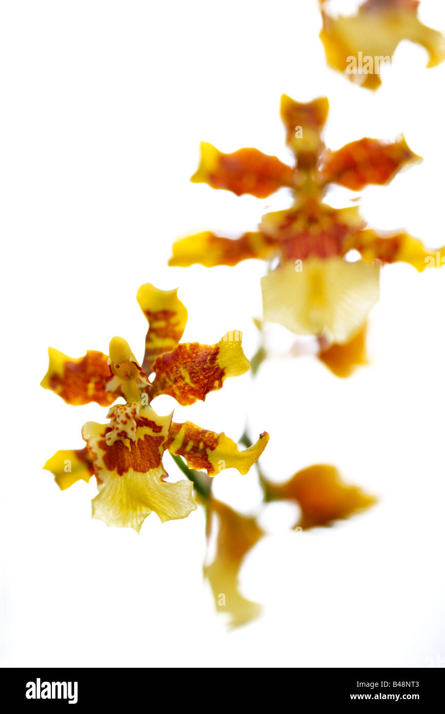 Close-up of an Oncidium orchid flower Stock Photo