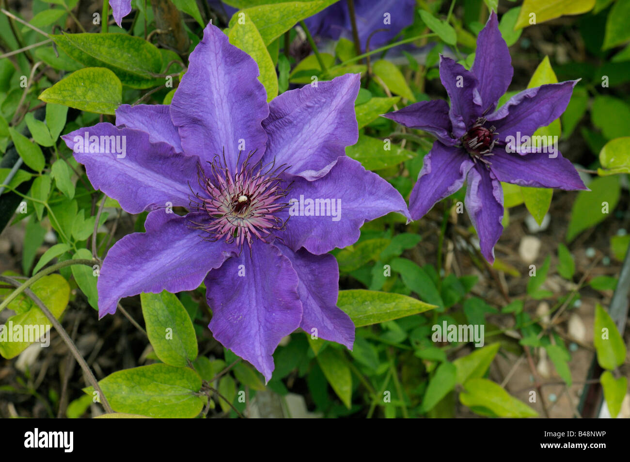 Clematis (Clematis sp.), variety: The President, flowering Stock Photo