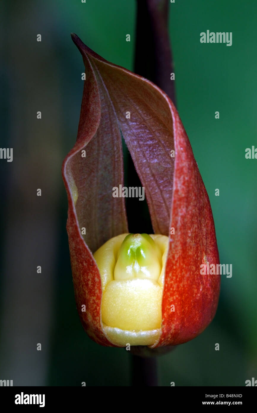 Close-up of a Thunbergia fruit Stock Photo