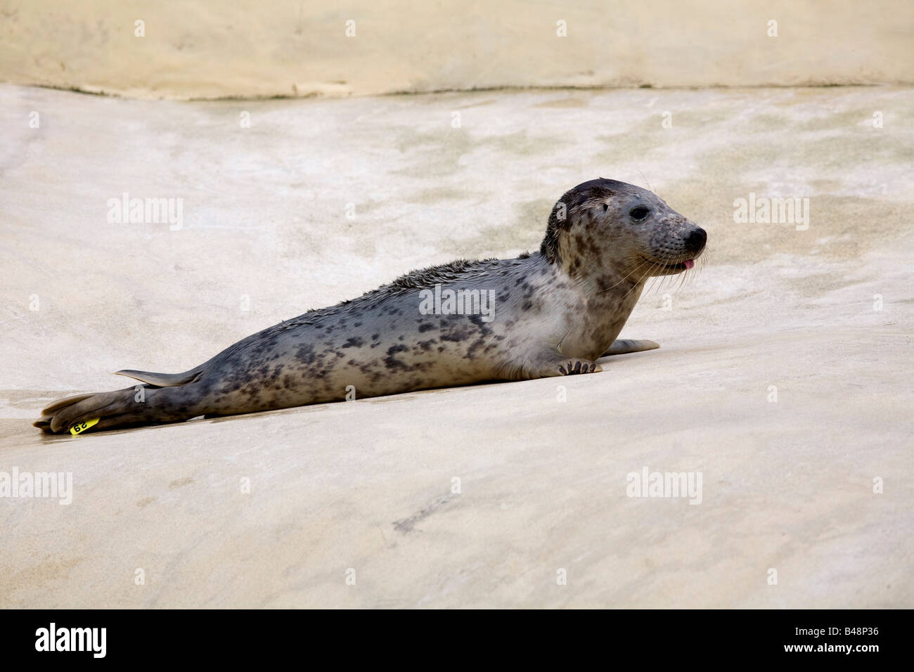 april a grey seal pup Halichoerus grypus rescued at the national seal sanctuary cornwall Stock Photo